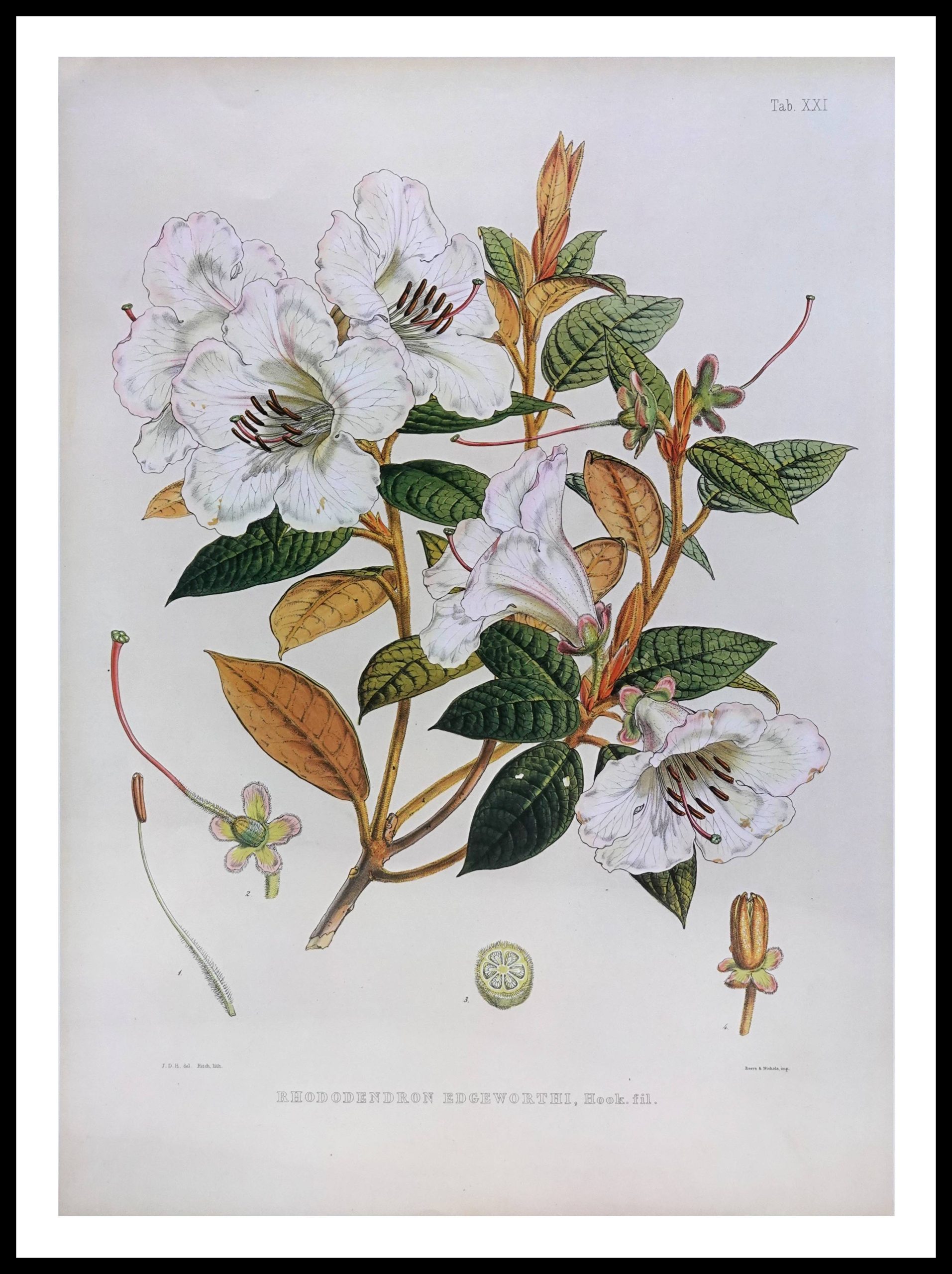 PTR JDH04 Rhododendron Edgeworthi (Antique Prints)